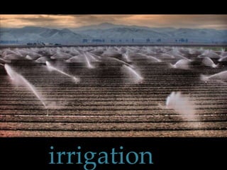 irrigation 