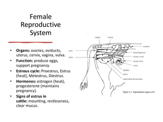 Introduction to Animal Reproduction Class | PDF