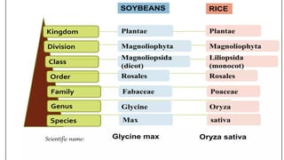 Comprehensive Classification of Crops: Botanical, Agronomic, and ...