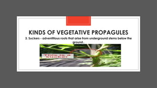 Comprehensive Guide to Plant Propagation Methods and Materials | PPTX