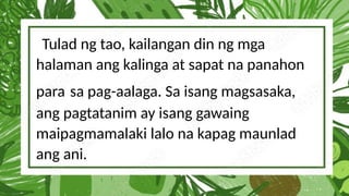 Tulad ng tao, kailangan din ng mga
halaman ang kalinga at sapat na panahon
para sa pag-aalaga. Sa isang magsasaka,
ang pagtatanim ay isang gawaing
maipagmamalaki lalo na kapag maunlad
ang ani.
 
