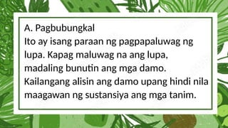A. Pagbubungkal
Ito ay isang paraan ng pagpapaluwag ng
lupa. Kapag maluwag na ang lupa,
madaling bunutin ang mga damo.
Kailangang alisin ang damo upang hindi nila
maagawan ng sustansiya ang mga tanim.
 
