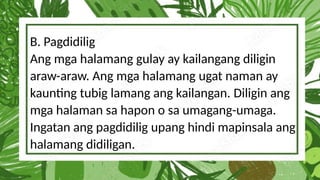 B. Pagdidilig
Ang mga halamang gulay ay kailangang diligin
araw-araw. Ang mga halamang ugat naman ay
kaunting tubig lamang ang kailangan. Diligin ang
mga halaman sa hapon o sa umagang-umaga.
Ingatan ang pagdidilig upang hindi mapinsala ang
halamang didiligan.
 