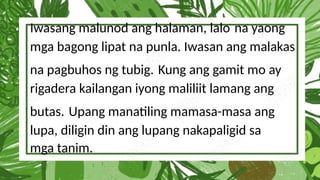 Iwasang malunod ang halaman, lalo na yaong
mga bagong lipat na punla. Iwasan ang malakas
na pagbuhos ng tubig. Kung ang gamit mo ay
rigadera kailangan iyong maliliit lamang ang
butas. Upang manatiling mamasa-masa ang
lupa, diligin din ang lupang nakapaligid sa
mga tanim.
 