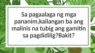Sa pagaalaga ng mga
pananim,kailangan ba ang
malinis na tubig ang gamitin
sa pagdidilig?Bakit?
 