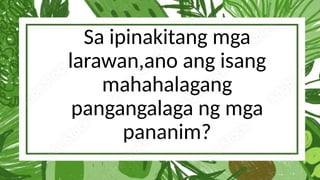 Sa ipinakitang mga
larawan,ano ang isang
mahahalagang
pangangalaga ng mga
pananim?
 