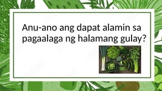 Anu-ano ang dapat alamin sa
pagaalaga ng halamang gulay?
 