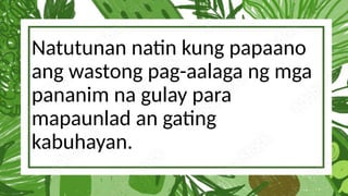 Natutunan natin kung papaano
ang wastong pag-aalaga ng mga
pananim na gulay para
mapaunlad an gating
kabuhayan.
 