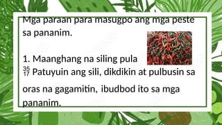 Mga paraan para masugpo ang mga peste
sa pananim.
1. Maanghang na siling pula
Patuyuin ang sili, dikdikin at pulbusin sa

oras na gagamitin, ibudbod ito sa mga
pananim.
 