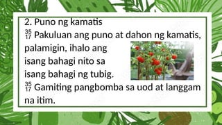2. Puno ng kamatis
Pakuluan ang puno at dahon ng kamatis,

palamigin, ihalo ang
isang bahagi nito sa
isang bahagi ng tubig.
Gamiting pangbomba sa uod at langgam

na itim.
 