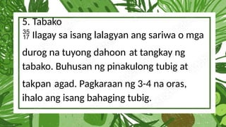 5. Tabako
Ilagay sa isang lalagyan ang sariwa o mga

durog na tuyong dahoon at tangkay ng
tabako. Buhusan ng pinakulong tubig at
takpan agad. Pagkaraan ng 3-4 na oras,
ihalo ang isang bahaging tubig.
 