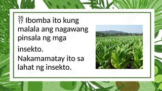  Ibomba ito kung
malala ang nagawang
pinsala ng mga
insekto.
Nakamamatay ito sa
lahat ng insekto.
 