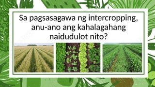 Sa pagsasagawa ng intercropping,
anu-ano ang kahalagahang
naidudulot nito?
 