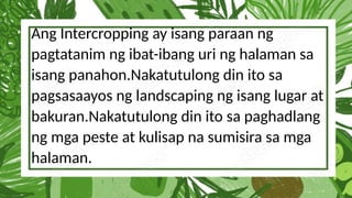 Ang Intercropping ay isang paraan ng
pagtatanim ng ibat-ibang uri ng halaman sa
isang panahon.Nakatutulong din ito sa
pagsasaayos ng landscaping ng isang lugar at
bakuran.Nakatutulong din ito sa paghadlang
ng mga peste at kulisap na sumisira sa mga
halaman.
 