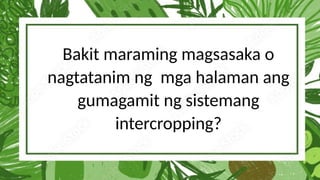 Bakit maraming magsasaka o
nagtatanim ng mga halaman ang
gumagamit ng sistemang
intercropping?
 