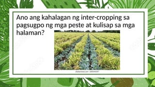 Ano ang kahalagan ng inter-cropping sa
pagsugpo ng mga peste at kulisap sa mga
halaman?
 