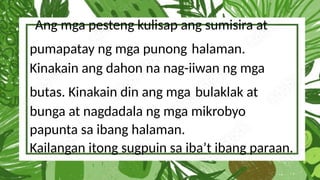 Ang mga pesteng kulisap ang sumisira at
pumapatay ng mga punong halaman.
Kinakain ang dahon na nag-iiwan ng mga
butas. Kinakain din ang mga bulaklak at
bunga at nagdadala ng mga mikrobyo
papunta sa ibang halaman.
Kailangan itong sugpuin sa iba’t ibang paraan.
 