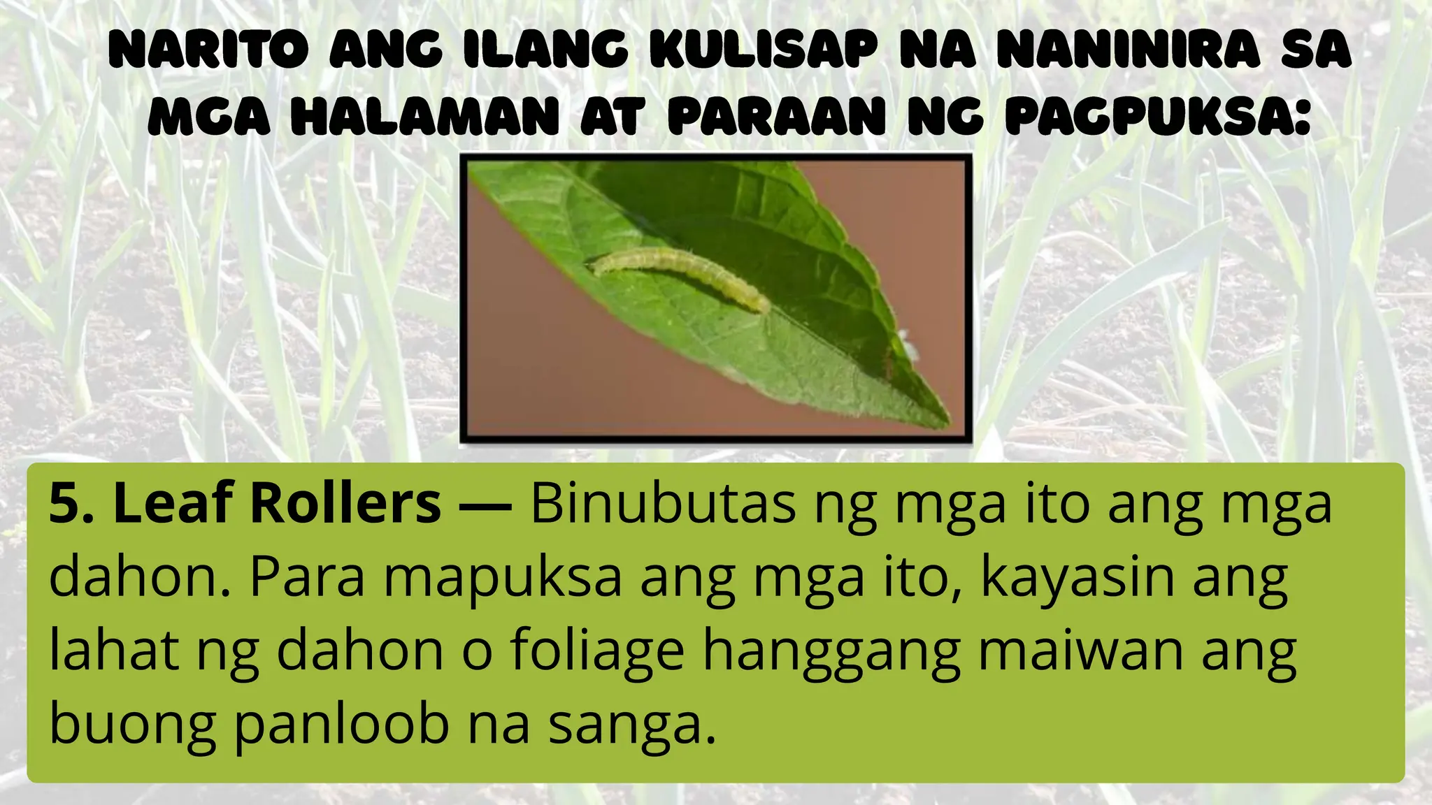 Agri 5 Wk 2 Masistemang Pangangalaga ng Tanim na mga Gulay.pptx