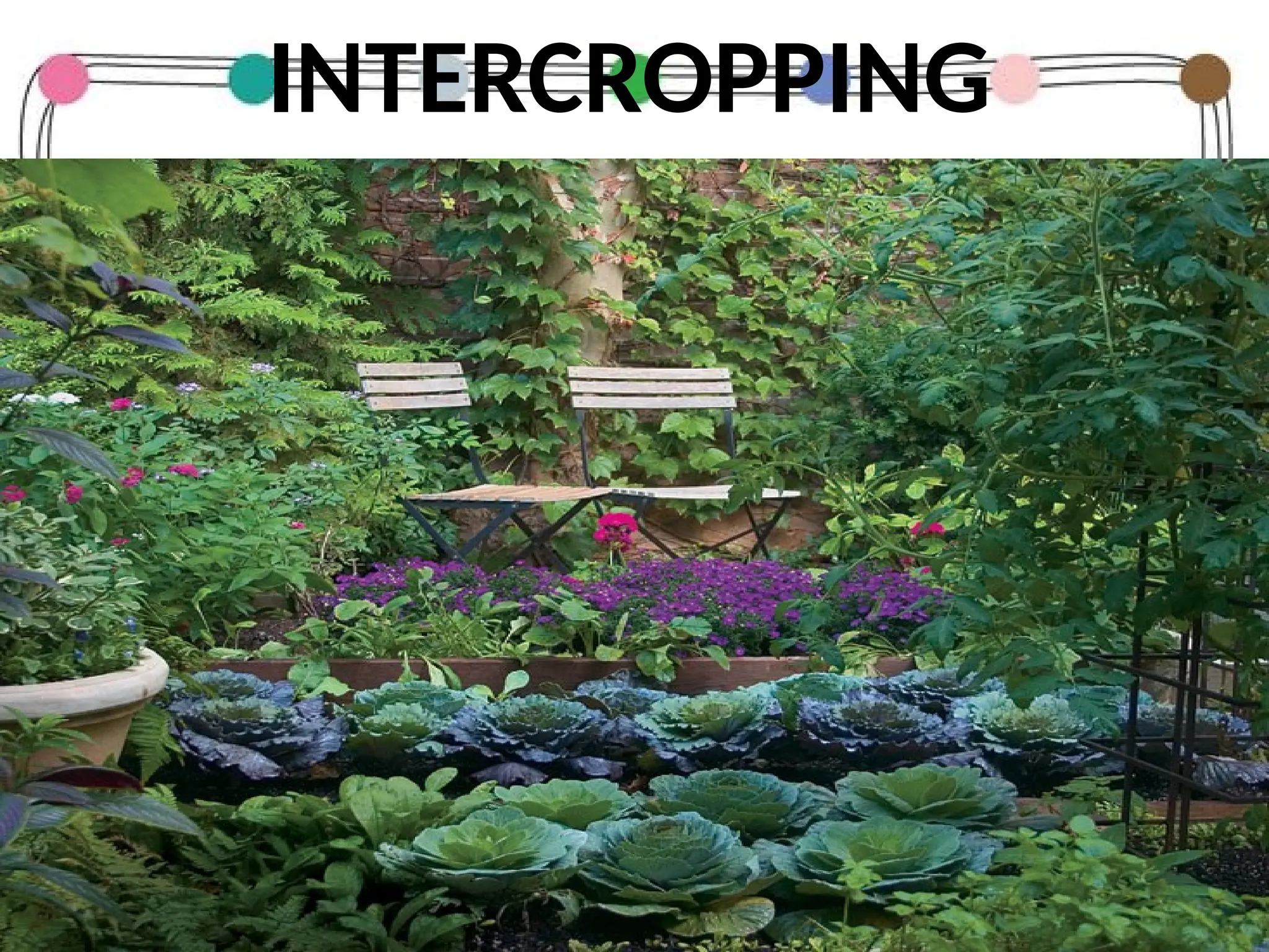 INTERCROPPING
 