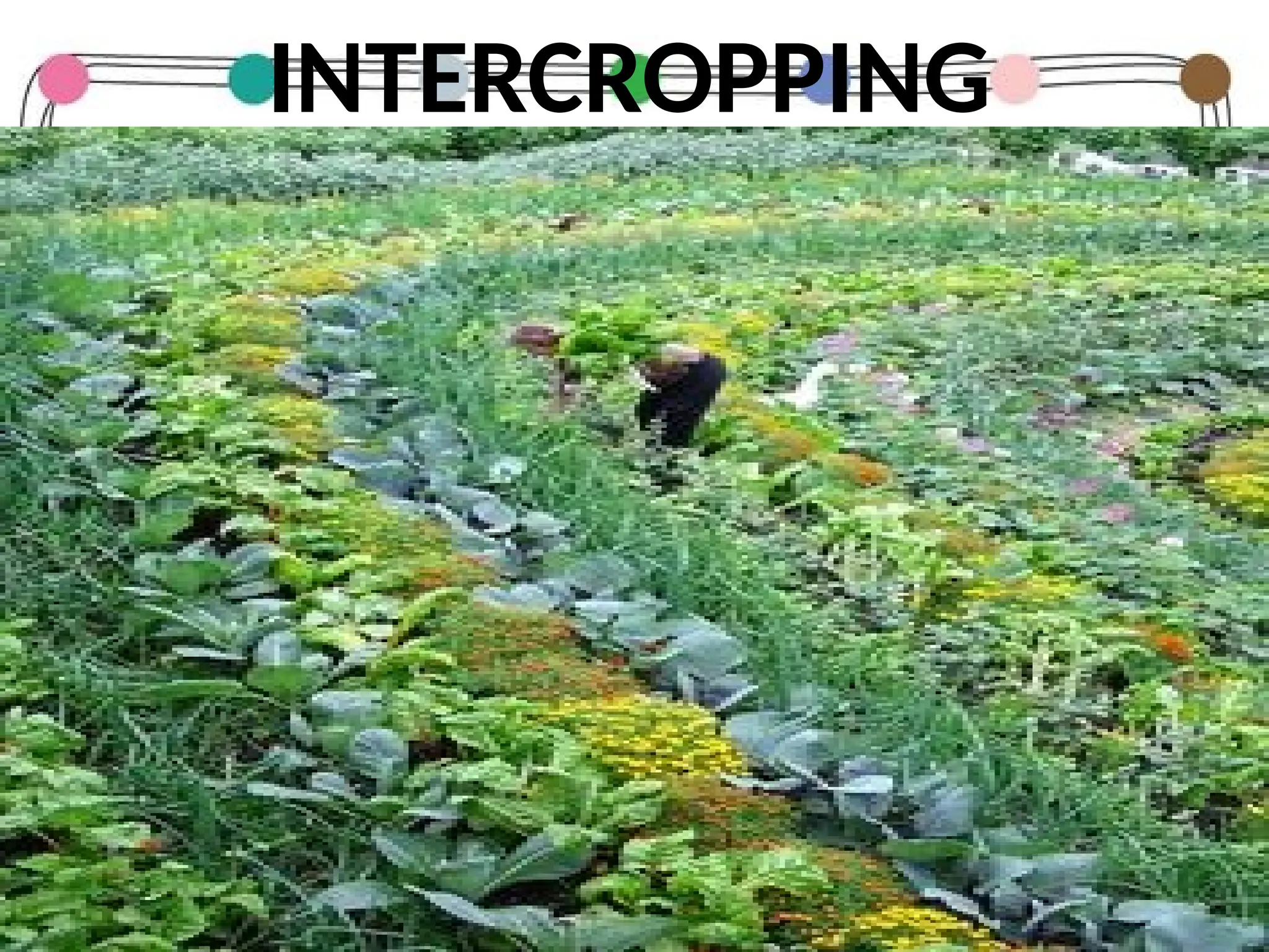 INTERCROPPING
 