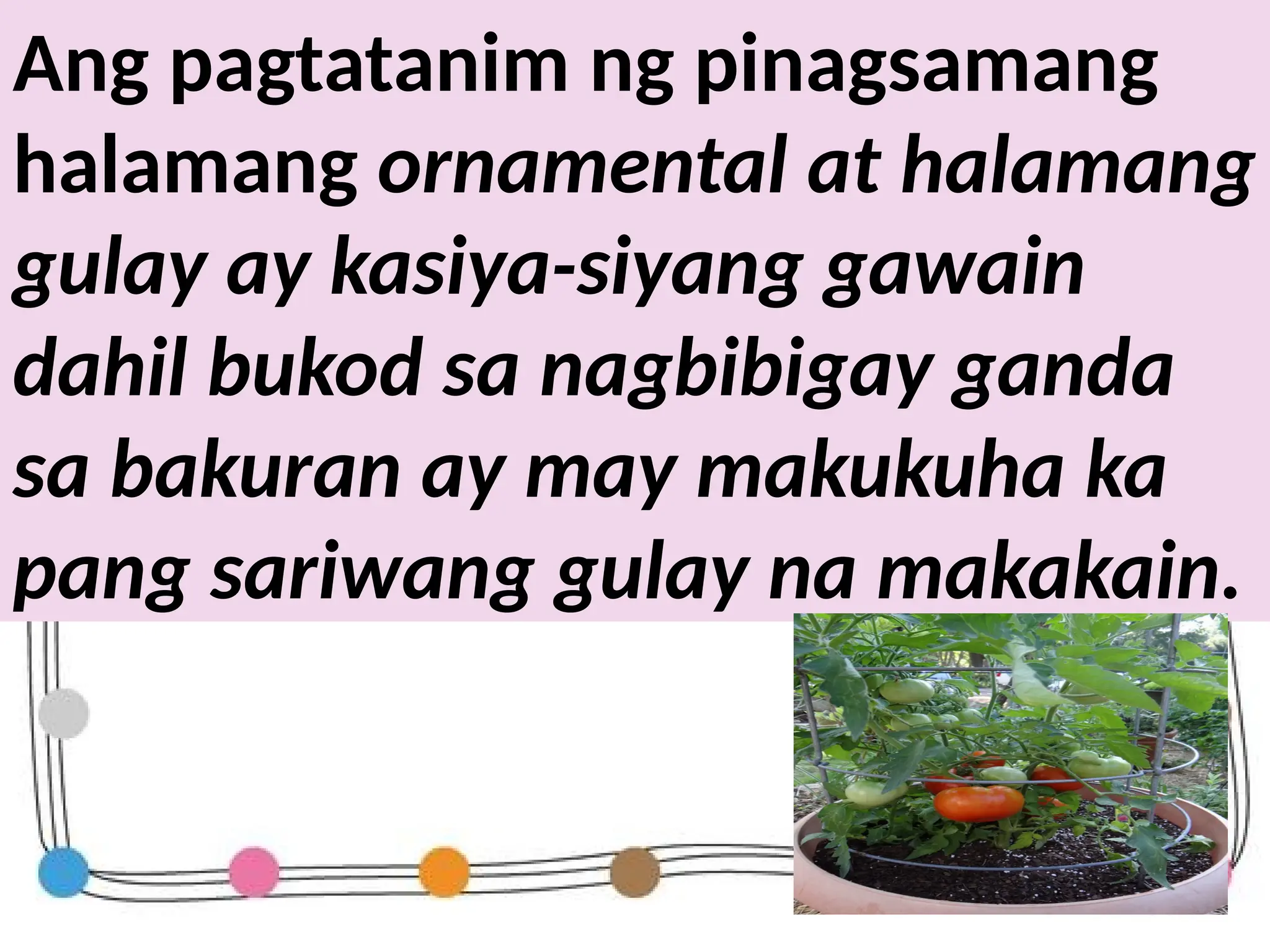Ang pagtatanim ng pinagsamang
halamang ornamental at halamang
gulay ay kasiya-siyang gawain
dahil bukod sa nagbibigay ganda
sa bakuran ay may makukuha ka
pang sariwang gulay na makakain.
 