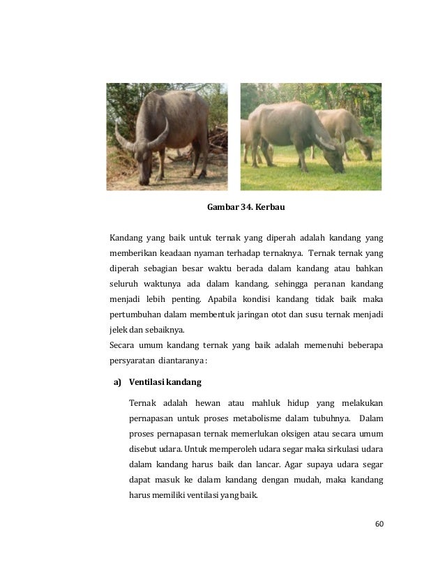 Agribisnis Ternak Ruminasia Perah