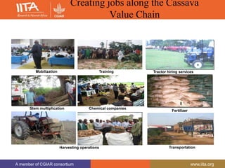 A member of CGIAR consortium www.iita.org
A member of CGIAR consortium www.iita.org
Creating jobs along the Cassava
Value Chain
Mobilization Training Tractor hiring services
Stem multiplication
Fertilizer
distribution
Transportation
Chemical companies
Harvesting operations
 