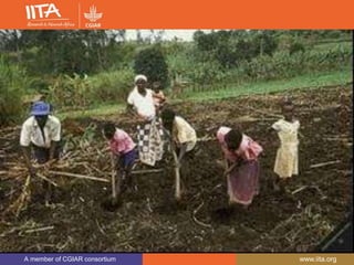A member of CGIAR consortium www.iita.org
A member of CGIAR consortium www.iita.org
 