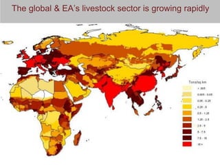 Creating a livestock sector with global competitor advantages in East Africa 