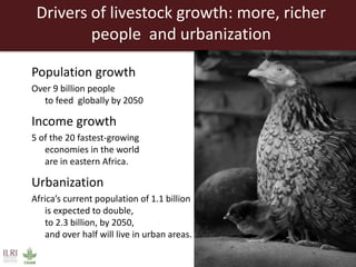 Creating a livestock sector with global competitor advantages in East Africa 
