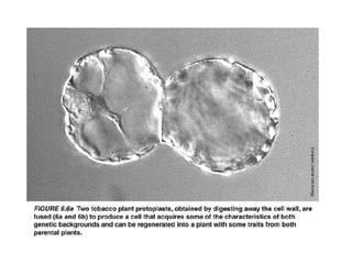 Tissue culture Application 
