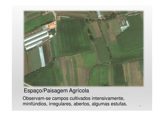 Espaço/Paisagem Agrícola
Observam-se campos cultivados intensivamente,
minifúndios, irregulares, abertos, algumas estufas. 19
 