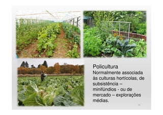 26
Policultura
Normalmente associada
às culturas hortícolas, de
subsistência –
minifúndios - ou de
mercado – explorações
médias.
 