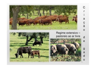 29
C
r
i
a
ç
ã
o
d
e
g
a
d
o
Regime extensivo –
pastoreio ao ar livre
 