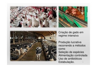 30
Criação de gado em
regime intensivo
Produção lucrativa
recorrendo a métodos
como
Seleção de espécies
Alimentação controlada
Uso de antibióticos
Estabulação.
 