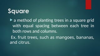 Square Method In Planting Trees Agricultural crops production national certificate level 2 | PPTX