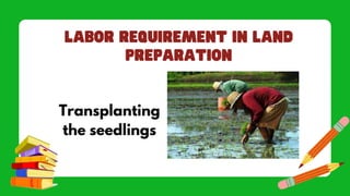 Transplanting
the seedlings
 