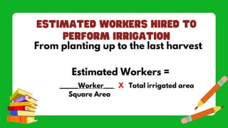 From planting up to the last harvest
Estimated Workers =
____Worker___ X Total irrigated area
Square Area
 