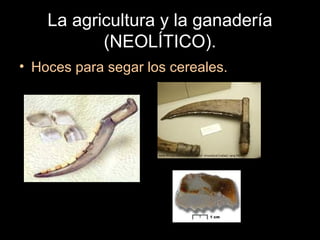 La agricultura y la ganadería
           (NEOLÍTICO).
• Hoces para segar los cereales.
 