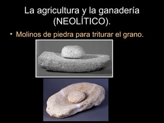 La agricultura y la ganadería
           (NEOLÍTICO).
• Molinos de piedra para triturar el grano.
 