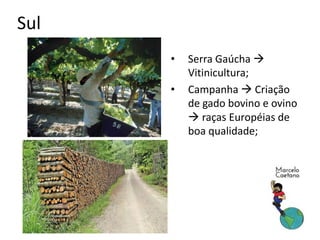 Sul
• Serra Gaúcha 
Vitinicultura;
• Campanha  Criação
de gado bovino e ovino
 raças Européias de
boa qualidade;
 