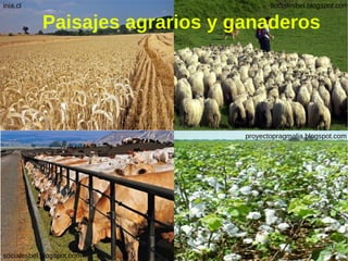 Paisajes agrarios y ganaderos inia.cl proyectopragmalia.blogspot.com socialesbel.blogspot.com socialesbel.blogspot.com 
