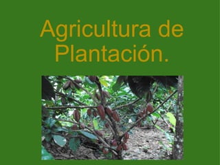Agricultura de Plantación. 