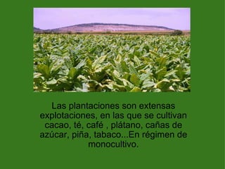 Las plantaciones son extensas explotaciones, en las que se cultivan cacao, té, café , plátano, cañas de azúcar, piña, tabaco...En régimen de monocultivo. 