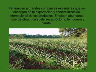 Pertenecen a grandes companías extranjeras que se encargan de la exportación y comercialización internacional de los productos. Emplean abundante mano de obra, que suele ser autóctona, temporera y barata. 