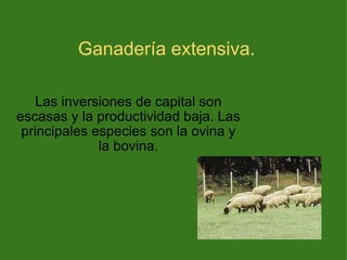 Ganadería extensiva. Las inversiones de capital son escasas y la productividad baja. Las principales especies son la ovina y la bovina. 