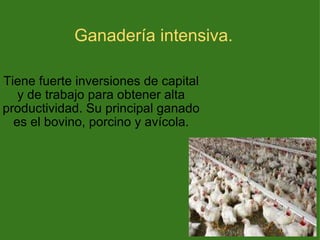 Ganadería intensiva. Tiene fuerte inversiones de capital y de trabajo para obtener alta productividad. Su principal ganado es el bovino, porcino y avícola. 