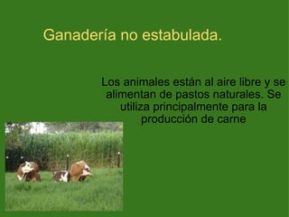 Ganadería no estabulada. Los animales están al aire libre y se alimentan de pastos naturales. Se utiliza principalmente para la producción de carne 