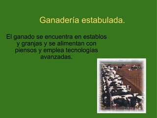 Ganadería estabulada. El ganado se encuentra en establos y granjas y se alimentan con piensos y emplea tecnologías avanzadas. 
