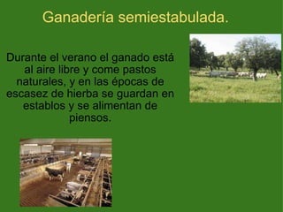 Ganadería semiestabulada. Durante el verano el ganado está al aire libre y come pastos naturales, y en las épocas de escasez de hierba se guardan en establos y se alimentan de piensos. 